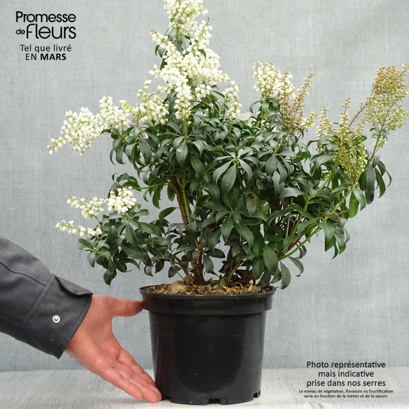 Spécimen de Andromède du Japon - Pieris Bonfire Pot de 3L/4L tel que livré au printemps