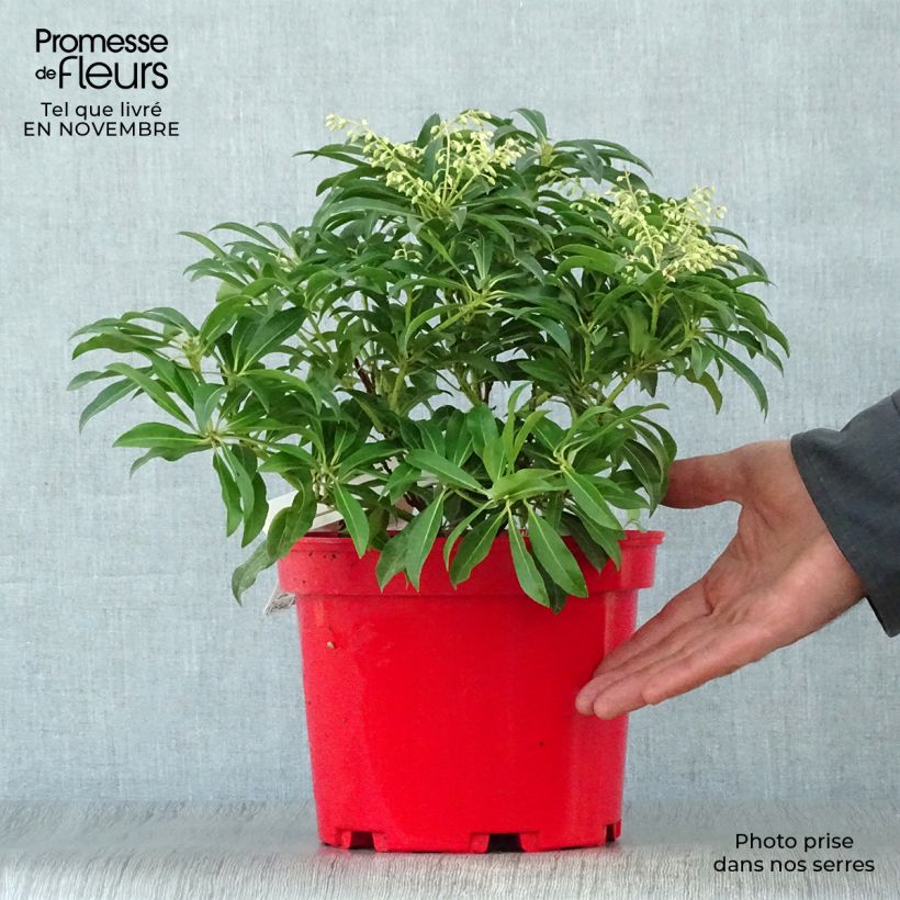 Spécimen de Andromède du Japon - Pieris japonica Forest Flame Pot de 2L/3L tel que livré en automne