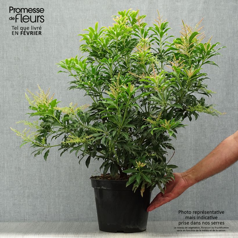 Spécimen de Andromède du Japon - Pieris japonica Forest Flame Pot de 7,5L/10L tel que livré en automne