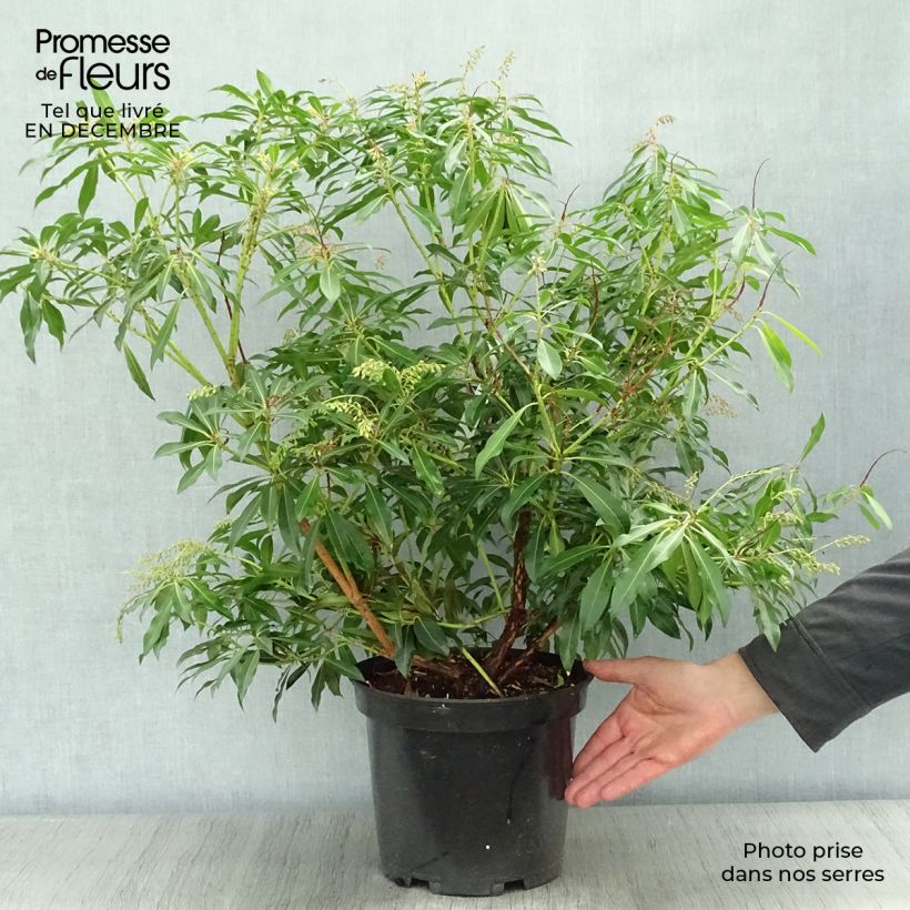 Spécimen de Andromède du Japon - Pieris japonica Forest Flame Pot de 7,5L/10L tel que livré en hiver