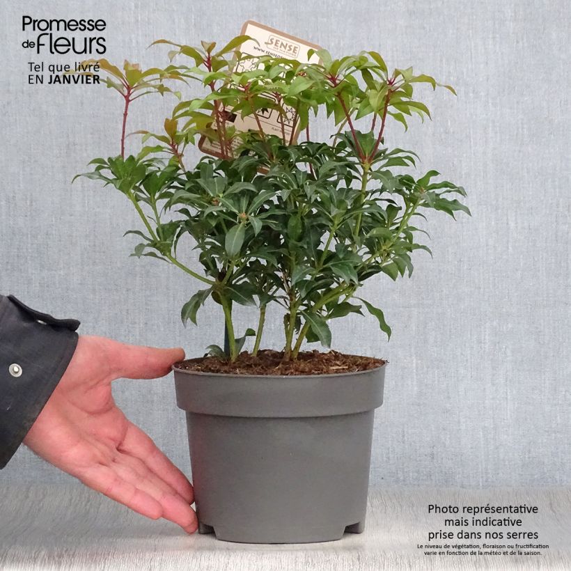 Spécimen de Andromède du Japon - Pieris Japonica Mountain Fire Pot de 2L/3L tel que livré en hiver