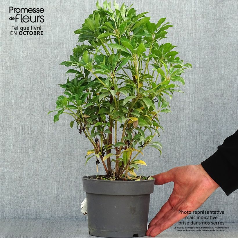 Spécimen de Andromède du Japon - Pieris Japonica Mountain Fire Pot de 2L/3L tel que livré en automne