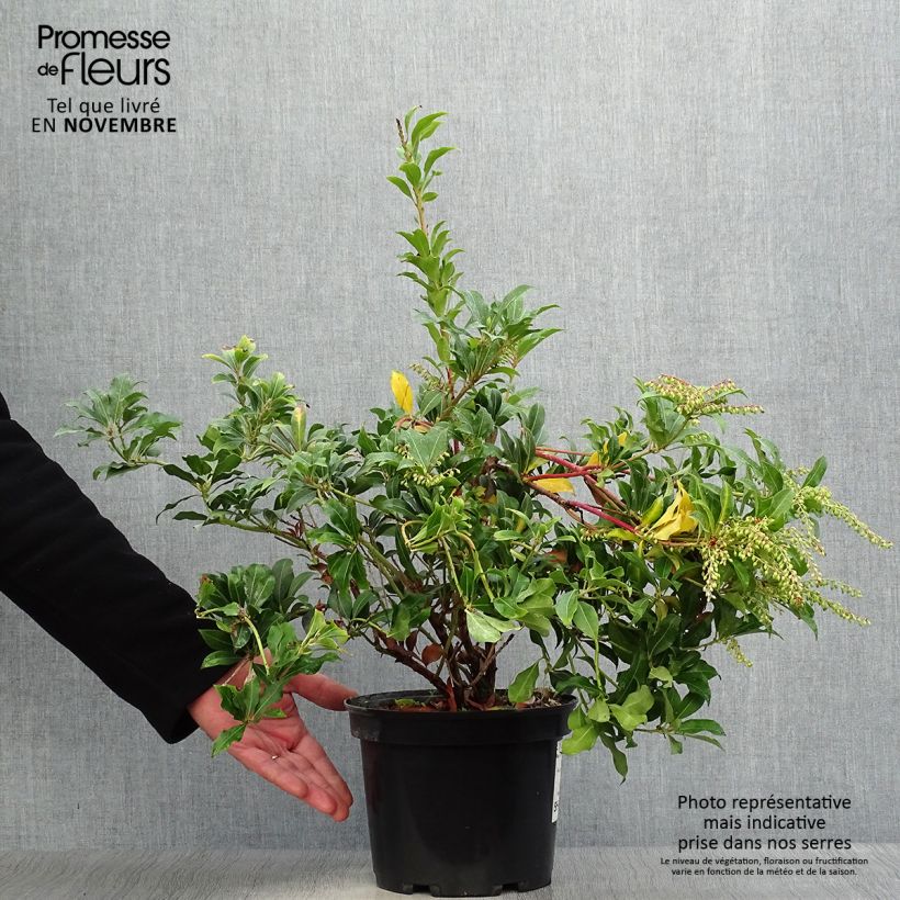 Spécimen de Andromède du Japon - Pieris Japonica Mountain Fire Pot de 4L/5L tel que livré en automne