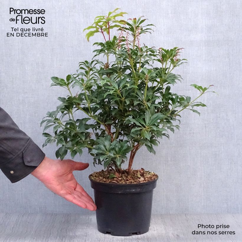 Spécimen de Andromède du Japon - Pieris Japonica Mountain Fire Pot de 4L/5L tel que livré en hiver