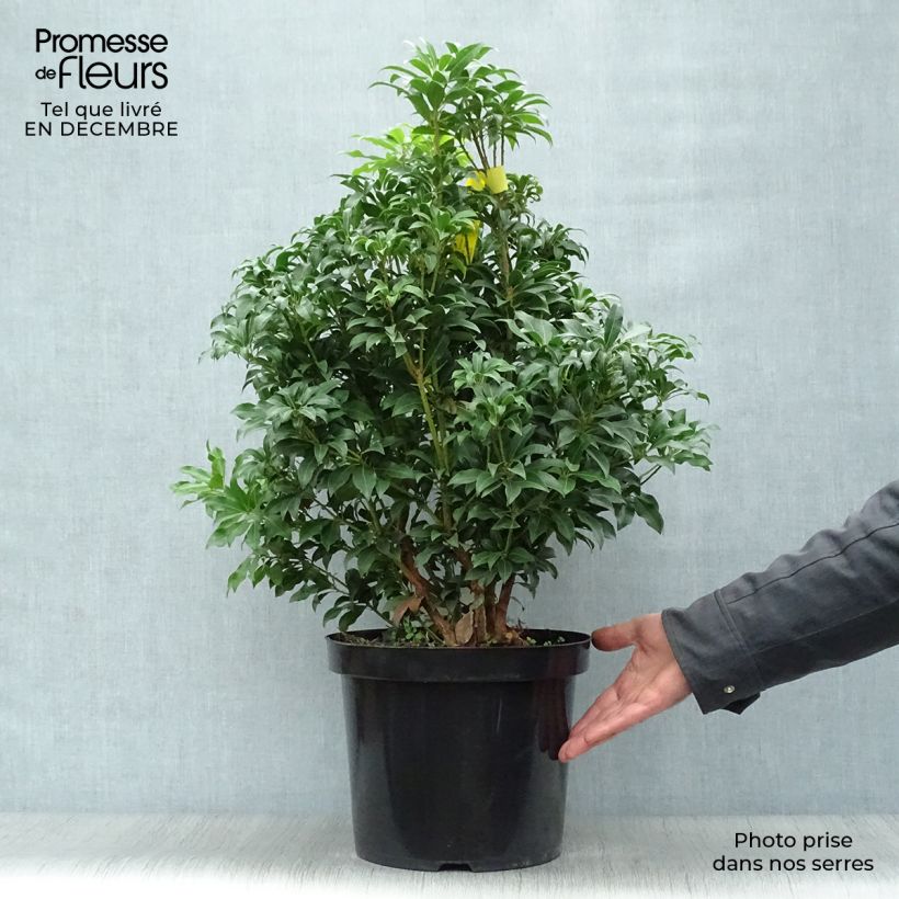 Spécimen de Andromède du Japon - Pieris Japonica Mountain Fire Pot de 7,5L/10L tel que livré en hiver