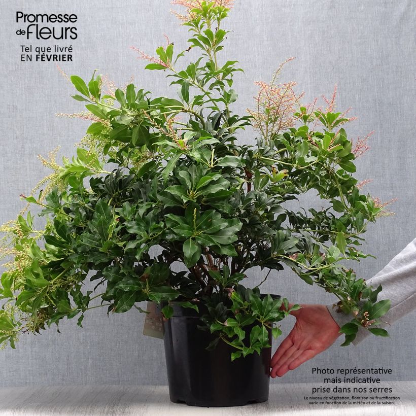 Spécimen de Andromède du Japon - Pieris Japonica Mountain Fire Pot de 7,5L/10L tel que livré en automne