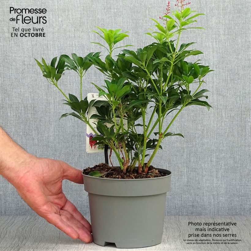 Spécimen de Andromède du Japon - Pieris Japonica Valley Valentine Pot de 2L/3L tel que livré en automne