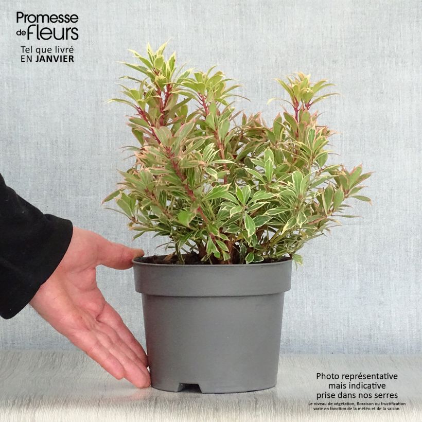 Spécimen de Andromède du Japon - Pieris japonica Carnaval Pot de 2L/3L tel que livré en hiver
