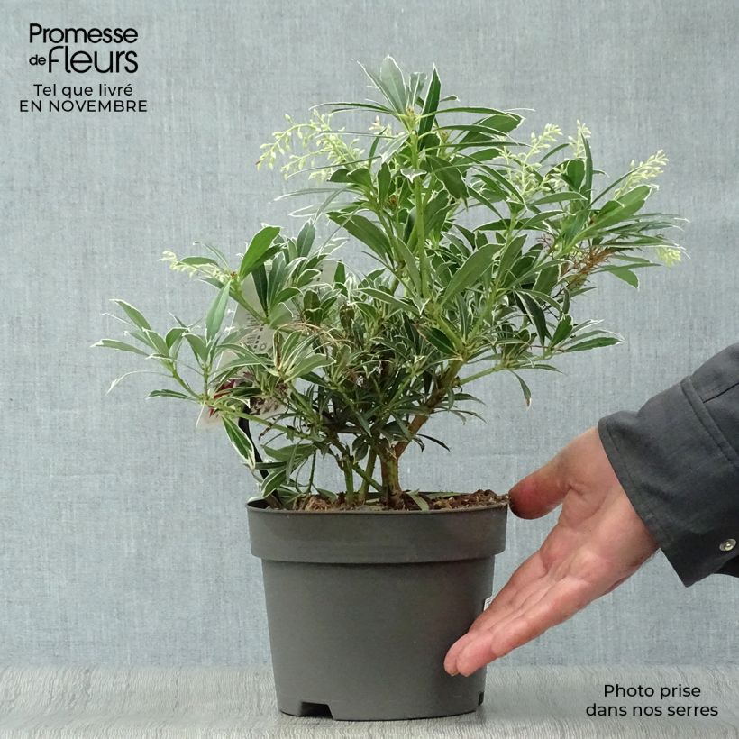 Spécimen de Andromède du Japon - Pieris japonica Flaming Silver Pot de 2L/3L tel que livré en automne
