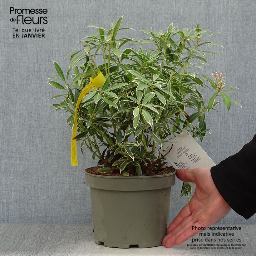 Spécimen de Andromède du Japon - Pieris japonica Flaming Silver Pot de 2L/3L tel que livré en hiver