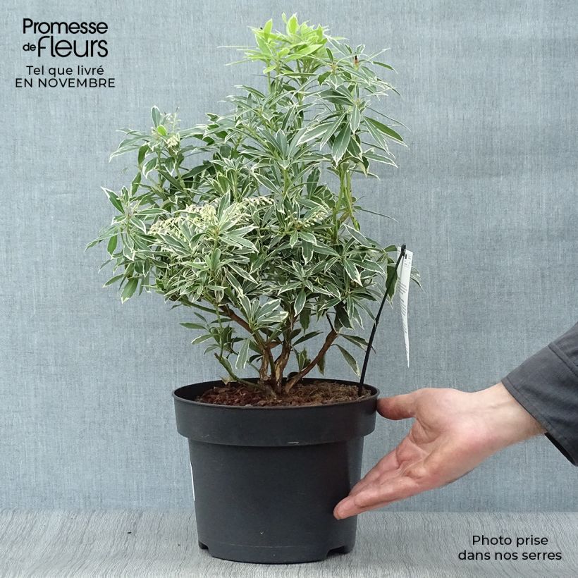 Spécimen de Andromède du Japon - Pieris japonica Flaming Silver Pot de 4L/5L tel que livré en automne