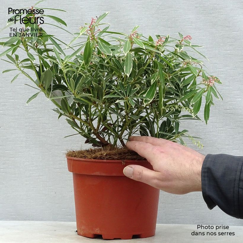Spécimen de Andromède du Japon - Pieris japonica Flaming Silver Pot de 4L/5L tel que livré en hiver