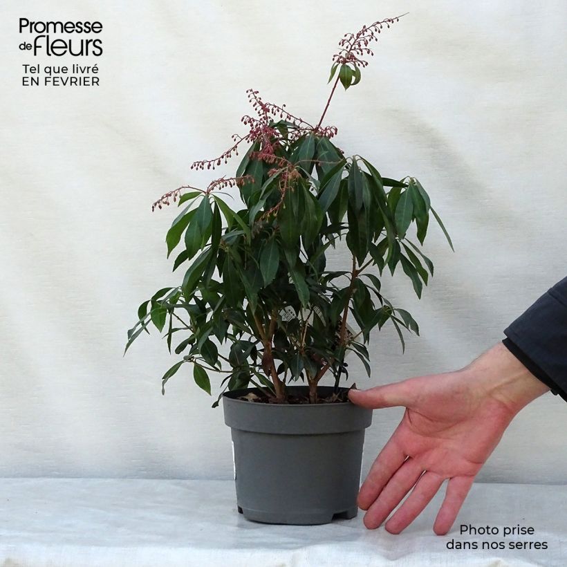 Spécimen de Andromède du Japon - Pieris japonica Katsura Pot de 2L/3L tel que livré en hiver