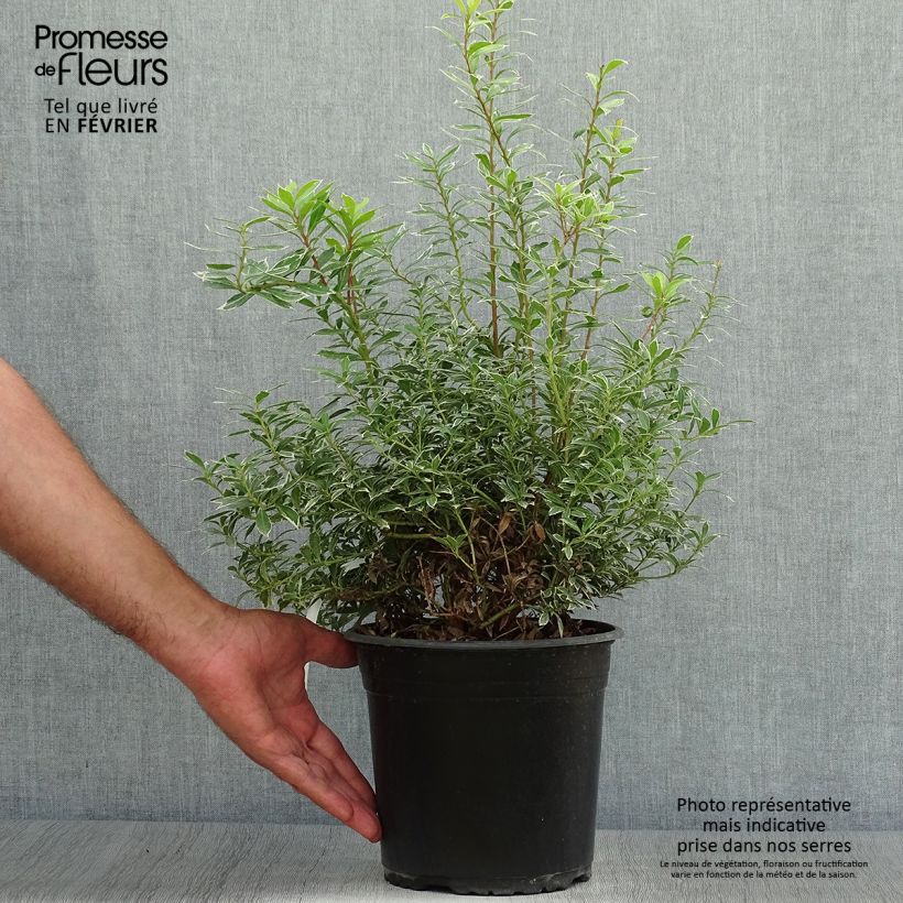 Spécimen de Andromède du Japon - Pieris japonica Little Goldy Pot de 4L/5L tel que livré en automne