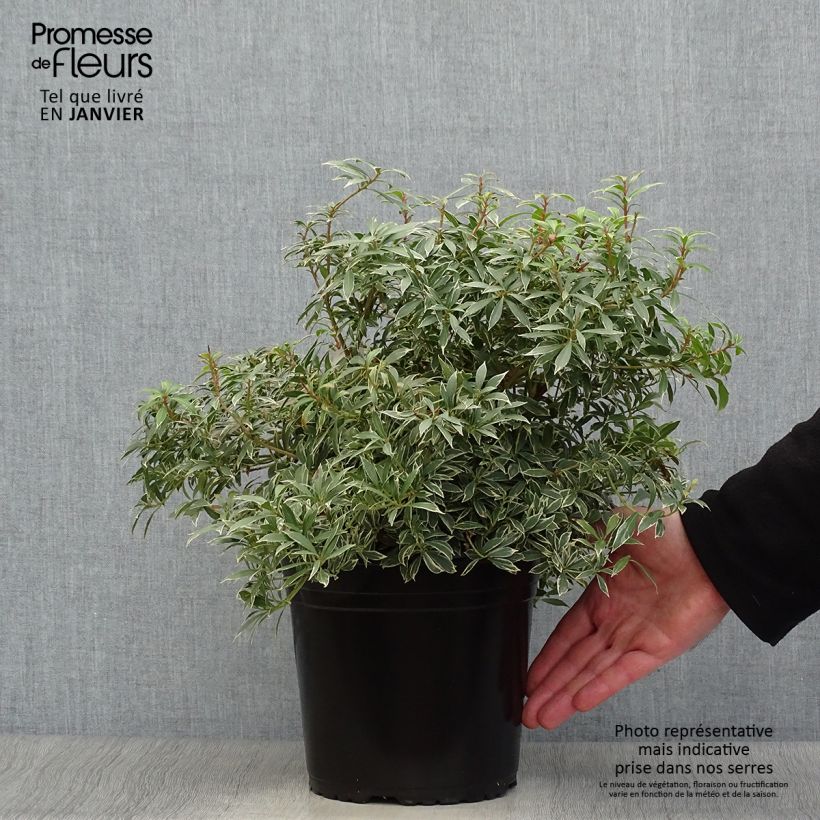 Spécimen de Andromède du Japon - Pieris japonica Little Goldy Pot de 4L/5L tel que livré en hiver