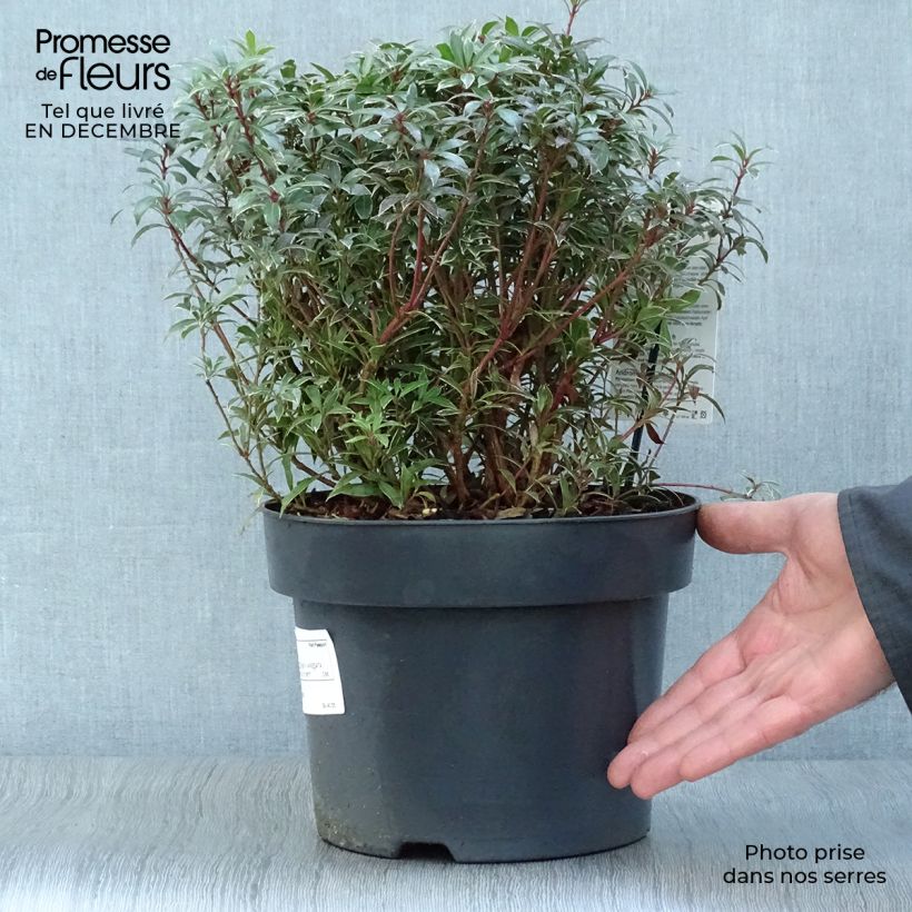 Spécimen de Andromède du Japon - Pieris japonica Little Heath Variegata Pot de 2L/3L tel que livré en hiver