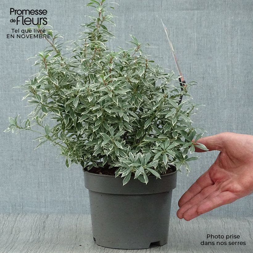 Spécimen de Andromède du Japon - Pieris japonica Little Heath Pot de 2L/3L tel que livré en automne