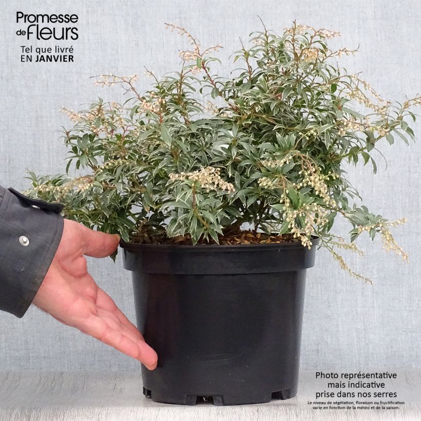 Spécimen de Andromède du Japon - Pieris japonica Little Heath Pot de 4L/5L tel que livré en hiver