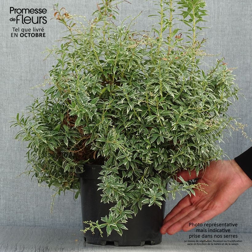 Spécimen de Andromède du Japon - Pieris japonica Little Heath Pot de 4L/5L tel que livré en automne