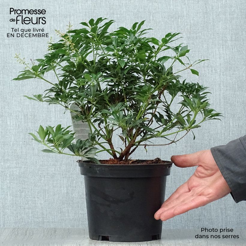 Spécimen de Andromède du Japon - Pieris japonica Passion Pot de 2L/3L tel que livré en hiver