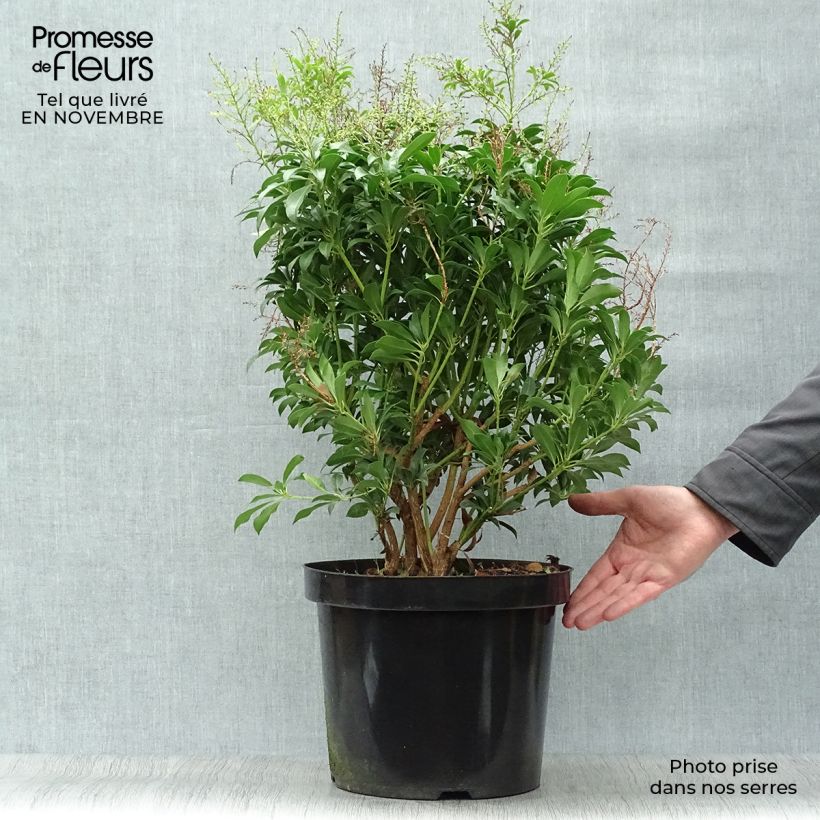 Spécimen de Andromède du Japon - Pieris japonica Passion Pot de 6L/7L tel que livré en automne
