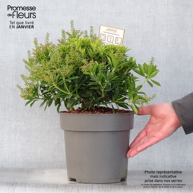 Spécimen de Andromède du Japon - Pieris japonica Purity Pot de 3L/4L tel que livré en hiver