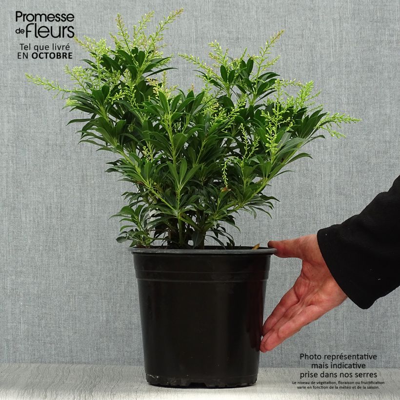 Spécimen de Andromède du Japon - Pieris japonica Purity Pot de 3L/4L tel que livré en automne
