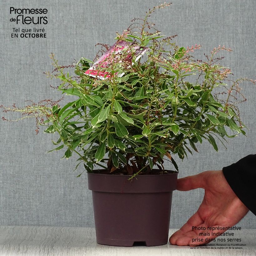 Spécimen de Andromède du Japon - Pieris japonica Ralto Rose Pot de 2L/3L tel que livré en automne