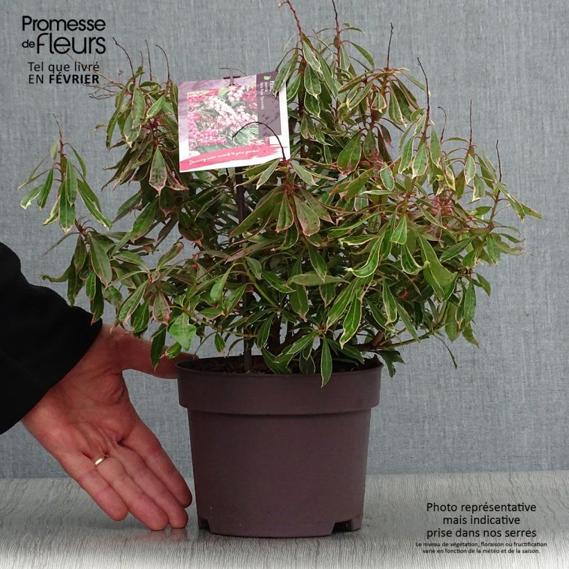 Spécimen de Andromède du Japon - Pieris japonica Ralto Rose Pot de 2L/3L tel que livré en hiver