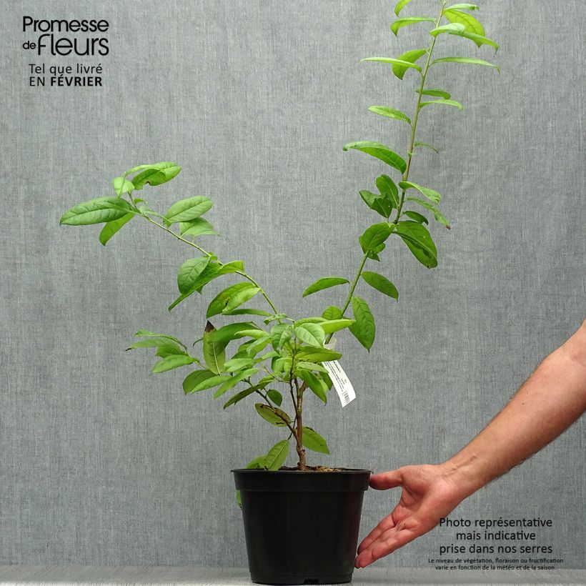 Spécimen de Andromède en arbre - Oxydendron arboreum Pot de 4L/5L tel que livré en automne