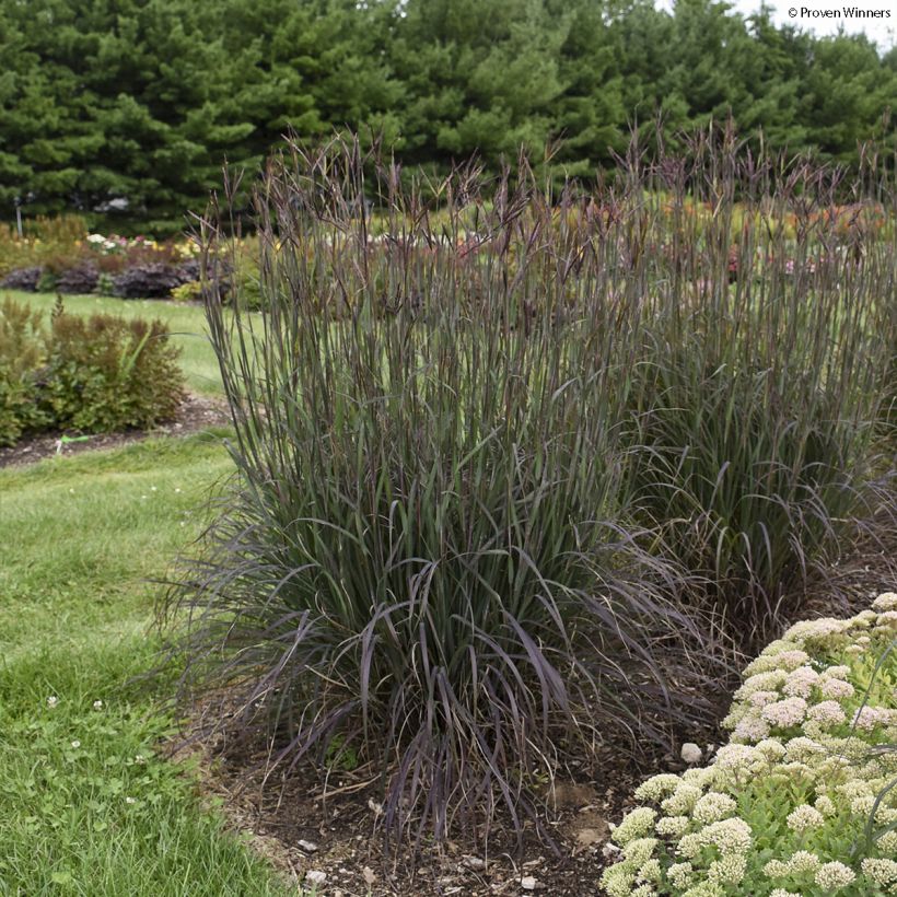 Andropogon gerardii Blackhawks (Port)