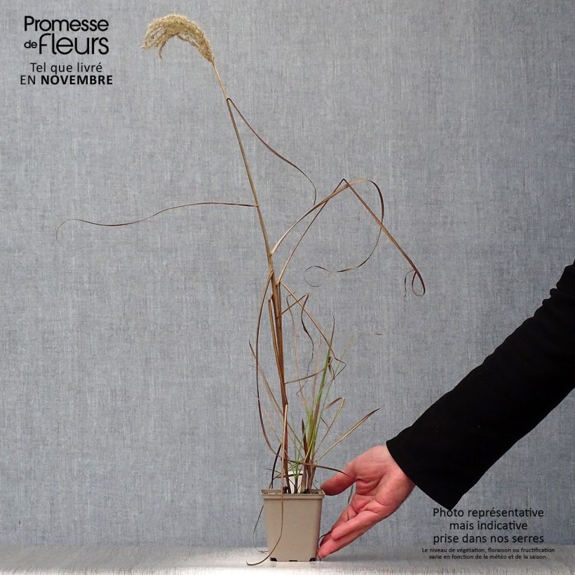Spécimen de Andropogon gerardii Prairie Sommer Godet de 8/9 cm tel que livré en automne