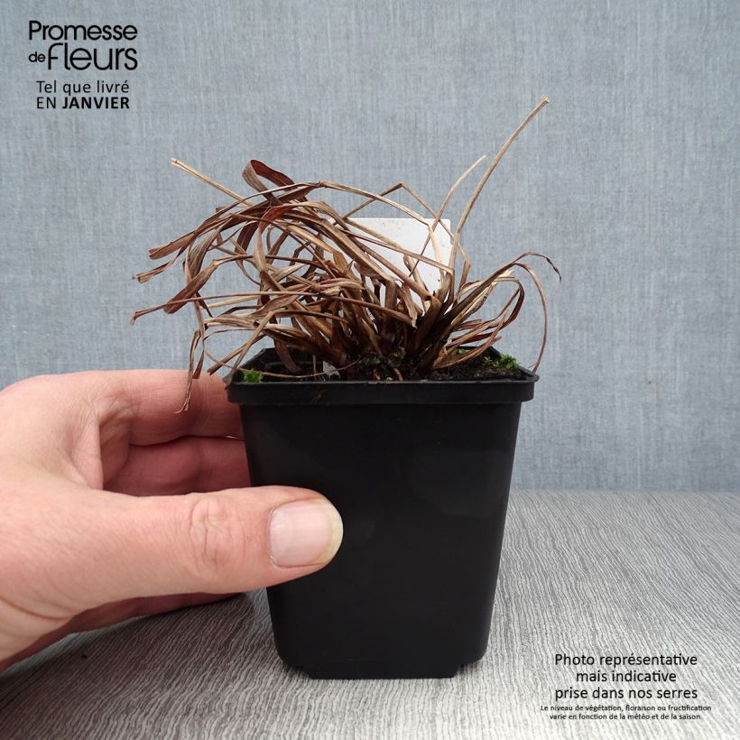 Spécimen de Andropogon gerardii Red October - Barbon de Gerard Godet de 8/9 cm tel que livré en hiver