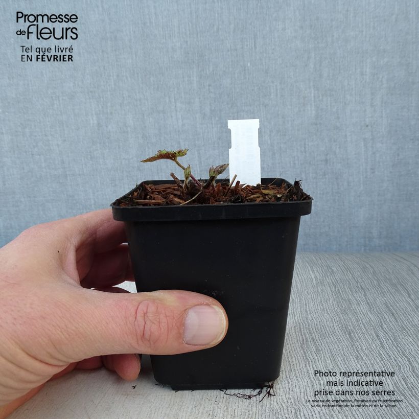 Spécimen de Anemone Ruffled Swan - Anémone japonaise Godet de 8/9 cm tel que livré en hiver