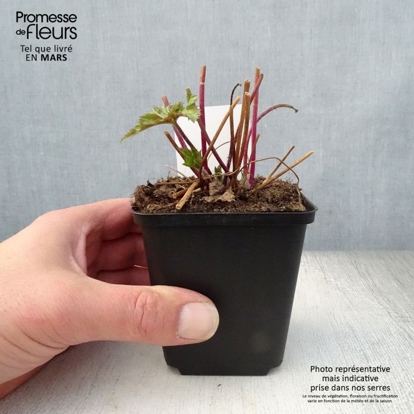 Spécimen de Anemone Ruffled Swan - Anémone japonaise Godet de 8/9 cm tel que livré au printemps