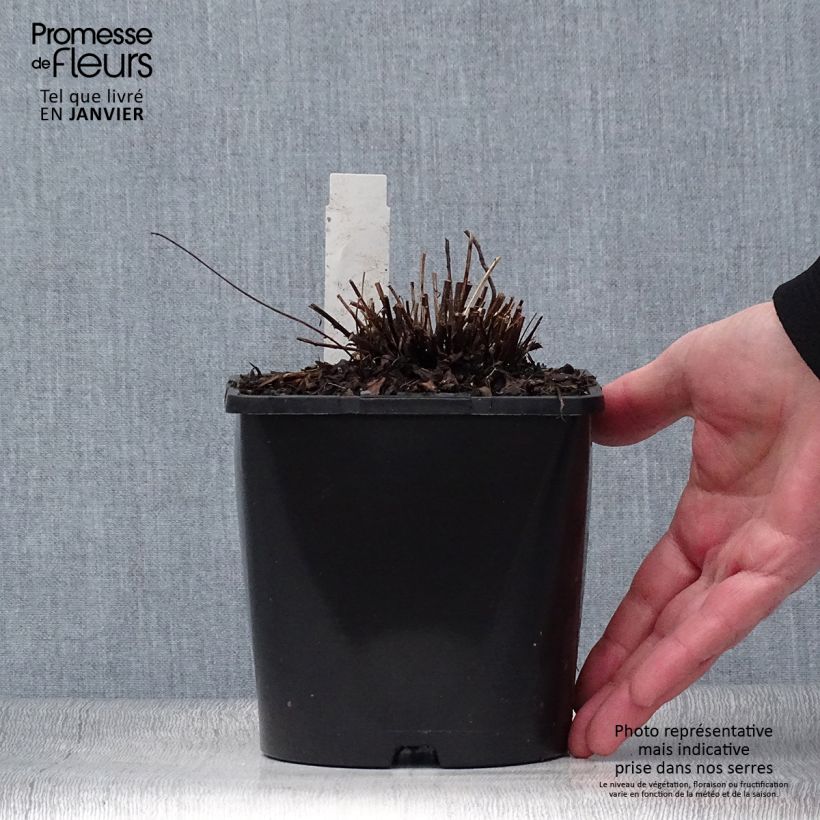 Spécimen de Anemone Ruffled Swan - Anémone japonaise Pot de 2L/3L tel que livré en hiver