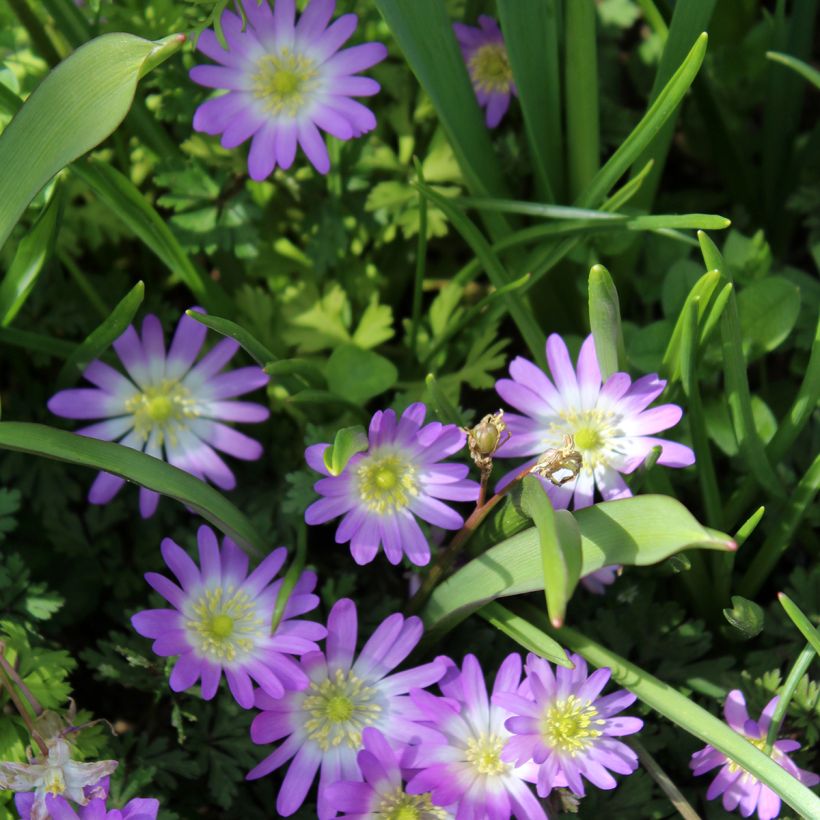 Anémone blanda Charmer (Floraison)