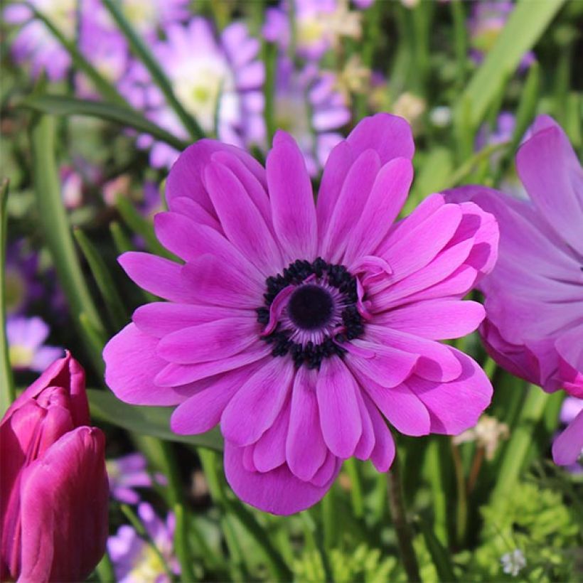 Anemone coronaria double Admiral - Anémone de Caen (Floraison)