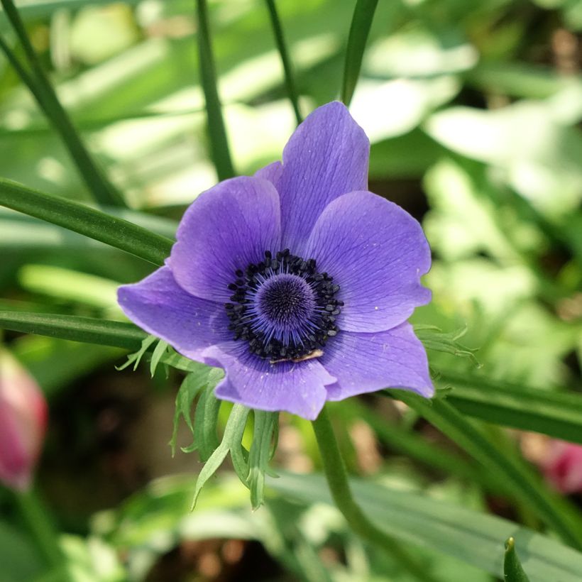 Anemone coronaria Mr Fokker - Anémone de Caen (Floraison)