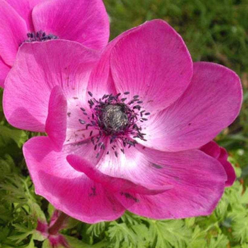 Anemone coronaria Sylphide - Anémone de Caen (Floraison)