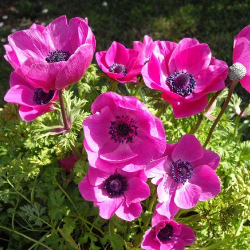Anemone coronaria Sylphide - Anémone de Caen (Port)
