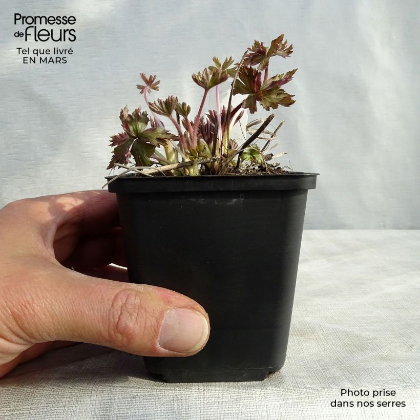 Spécimen de Anemone cylindrica - Anémone cylindrique Godet de 8/9 cm tel que livré en hiver