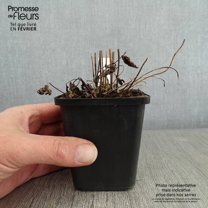 Spécimen de Anemone du Japon Alando Rose Godet de 8/9 cm tel que livré en hiver