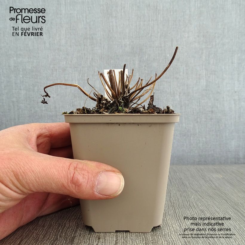 Spécimen de Anemone du Japon Fall in Love Sweetly Godet de 8/9 cm tel que livré en hiver