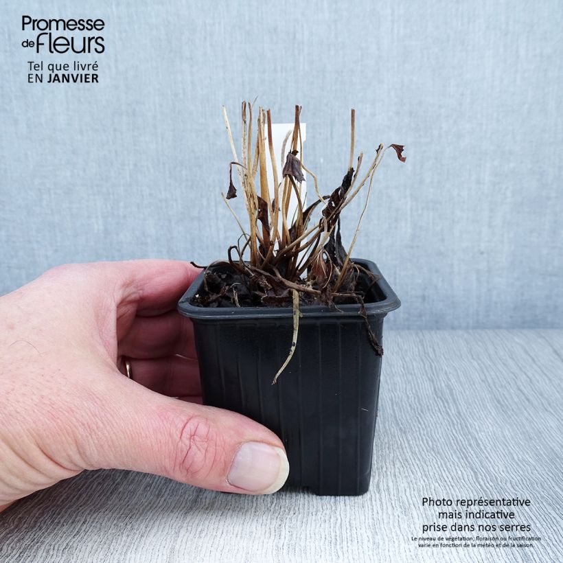 Spécimen de Anémone du Japon Fantasy Ariel Godet de 8/9 cm tel que livré en hiver