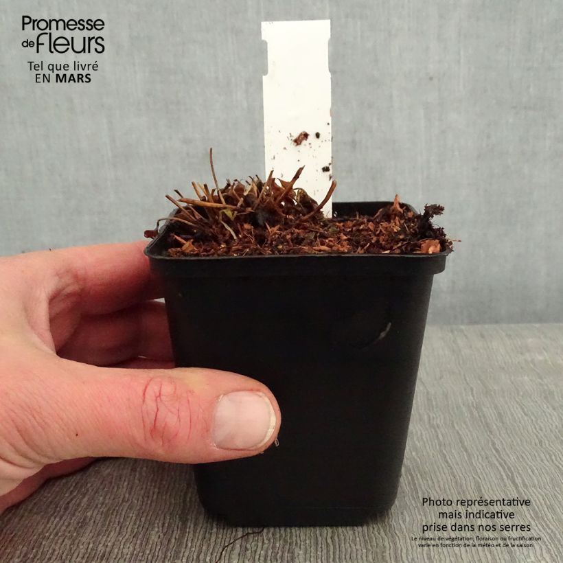 Spécimen de Anémone du Japon Fantasy Cinderella Godet de 8/9 cm tel que livré en hiver