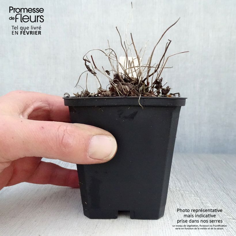 Spécimen de Anémone du Japon Fantasy Jasmine Godet de 8/9 cm tel que livré en hiver