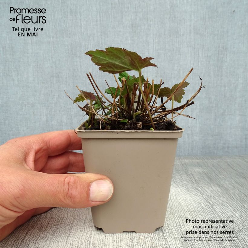 Spécimen de Anémone du Japon Fantasy Jasmine Godet de 8/9 cm tel que livré au printemps