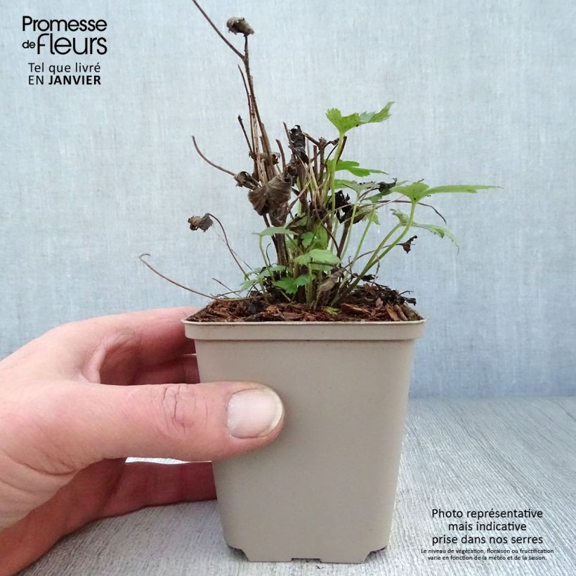 Spécimen de Anémone du Japon Fantasy Pocahontas - Anemone hupehensis var.japonica Godet de 8/9 cm tel que livré en hiver