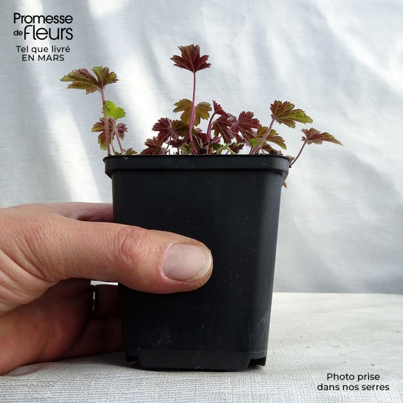 Spécimen de Anemone du Japon Little Summer Breeze Godet de 8/9 cm tel que livré en hiver